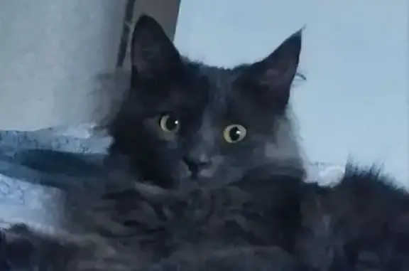 Кошки потеряшки, Калининград, фото: Потеряшка кошка, Красносельская 83Б, Калининград