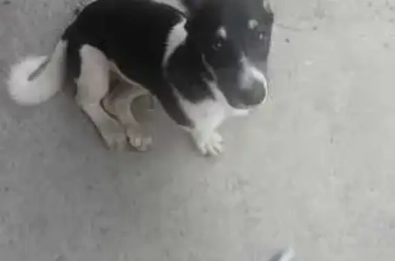 Найдена собака, Челябинск, фото: Собака найдена у подъезда, Мамина 2А