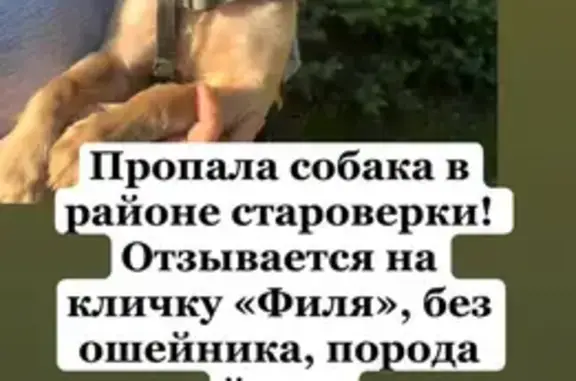 Собаки потеряшки, Белореченск, фото: Потеряшка собака, Советская 109, Белореченск