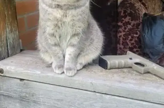 Кошки потеряшки, Красноярск, фото: Потеряшка кошка, Базайская 373/185, Крск