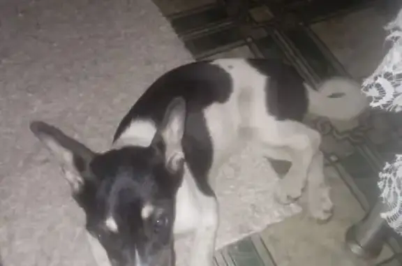 Собака найдена: переулок Мамина 2А, Челябинск