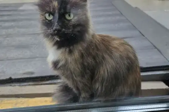 Котёнок найден у гимназии 24, Томск