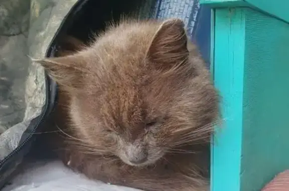 Найдена кошка, Запрудный, фото: Кошка найдена в СНТ, Запрудный, МО