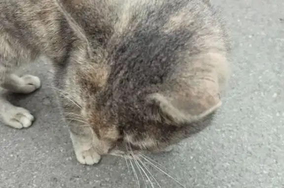 Найдена кошка, Пермь, фото: Кошка найдена, Капитанская ул., Пермь