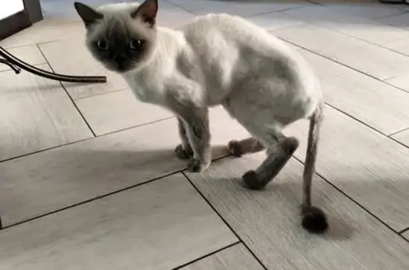 Найдена кошка, Орехово-Зуево, фото: Кошка найдена на ул. Галочкина, 7, Орехово-Зуево