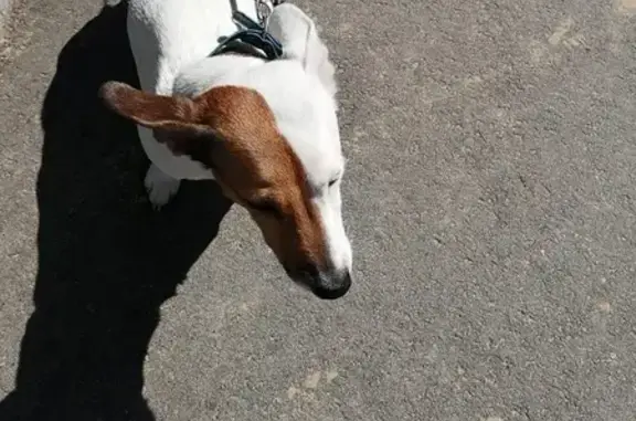 Найдена собака, Казань, фото: Найден Джек Рассел, ул. Кулахметова 3