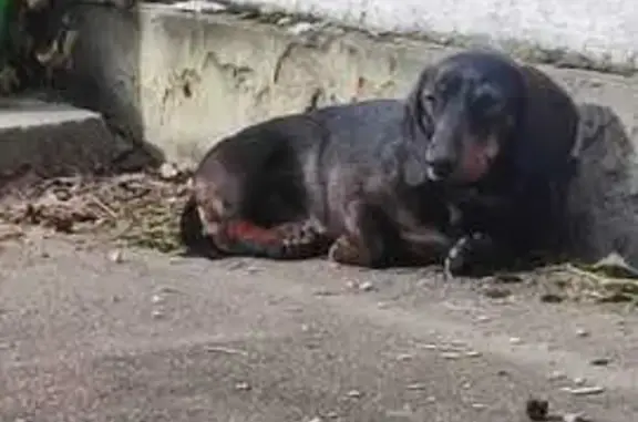 Найдена собака, Московская область, фото: Найдена собака, МО