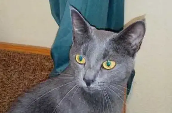 Кошки потеряшки, Красноярск, фото: Потеряшка кошка на Копылова, 19, Красноярск