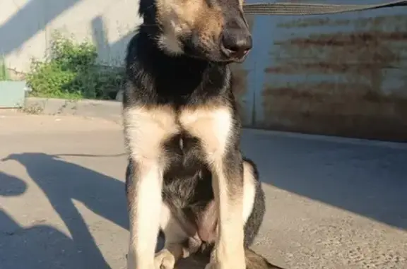 Собака найдена: ул. Клары Цеткин, 33