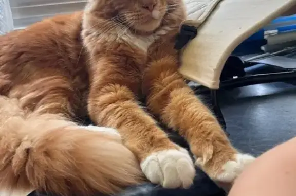 Пропала кошка Мейн-кун, ул. Салова