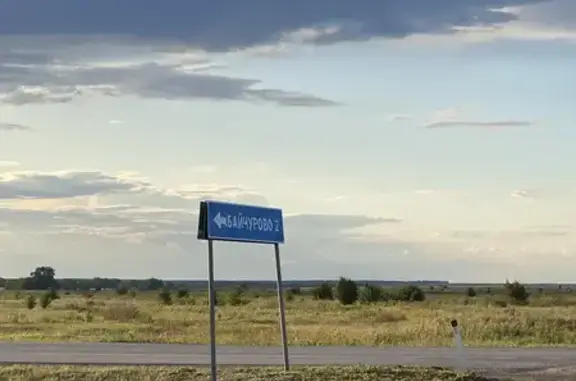 Найдена собака, Старый Хопёр, фото: Собака найдена у трассы Байчурово