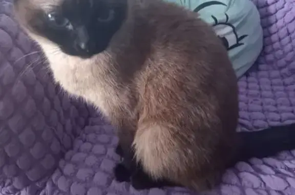 Потерянные животные , фото: Пропала кошка, ул. Вишневая, 209