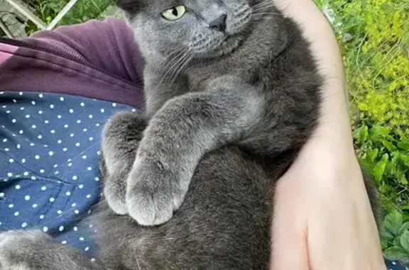 Найдена кошка, Минино, фото: Найдена кошка, 04К-296, Минино