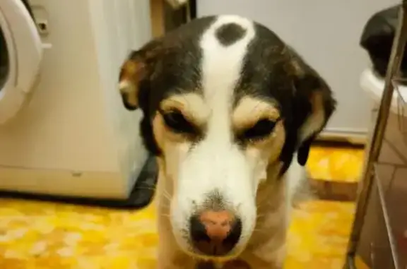 Пропала собака, Ленинский пр., 2, Усолье