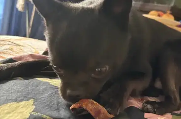 Найдена собака, Казань, фото: Собака найдена на ул. Восстания, Казань