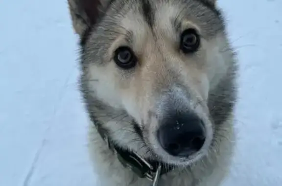 Пропала собака, Пялозеро, Карелия