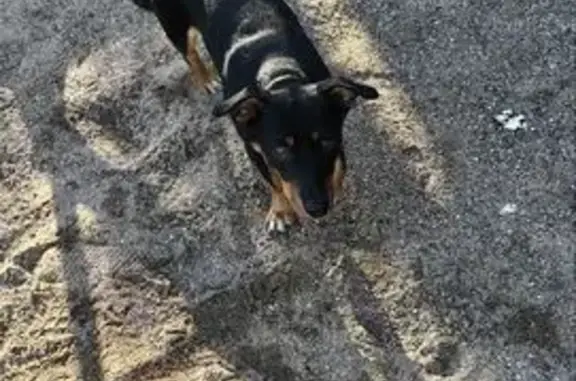 Собака найдена у 