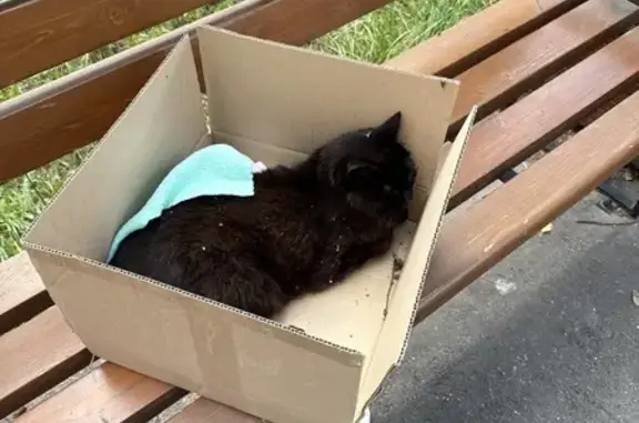 Найдена кошка, Казань, фото: Кошка найдена: ул. Чернышевского 6/2, Казань