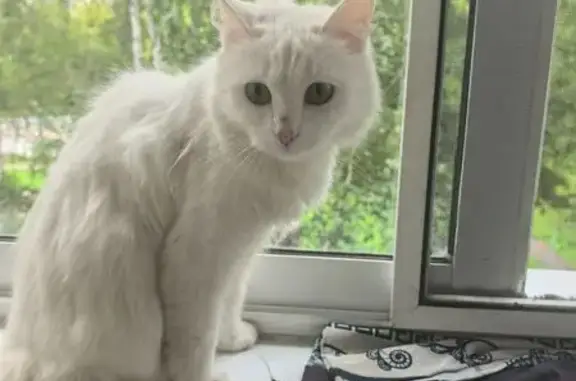 Найденные животные Томск, фото: Белая кошка найдена, Алтайская ул., Томск