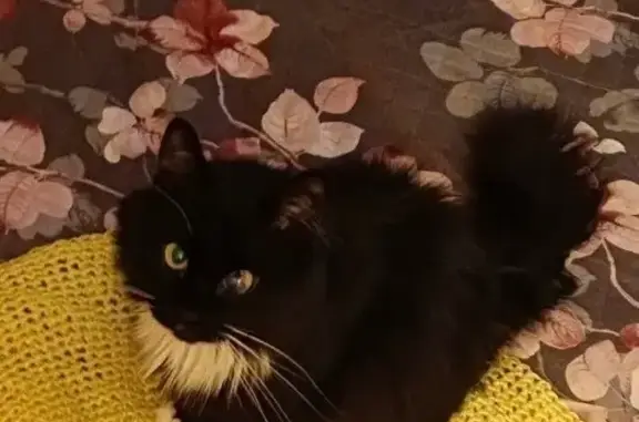 Кошки потеряшки, Светлый, фото: Потеряшка кошка, ул. Мира 10, Светлый