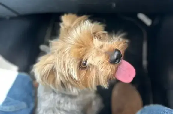 Найдена собака, Иваново, фото: Йорк найден на трассе 24К-090, Иваново