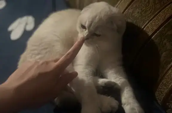 Кошки потеряшки, Псков, фото: Потеряшка кошка, Звёздная 20, Псков