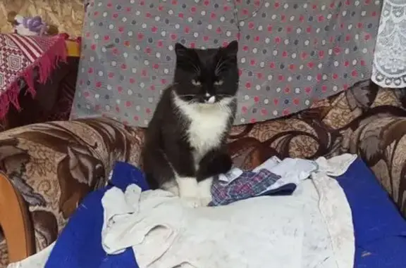 Кошки потеряшки, Дубровка, фото: Потеряшка кошка, ул. Гагарина, 20, Дубровка