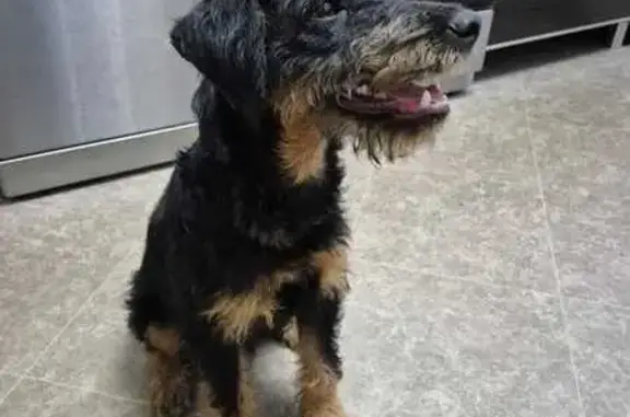 Собаки потеряшки, , фото: Потеряшка собака у реки Чёрная, А-119