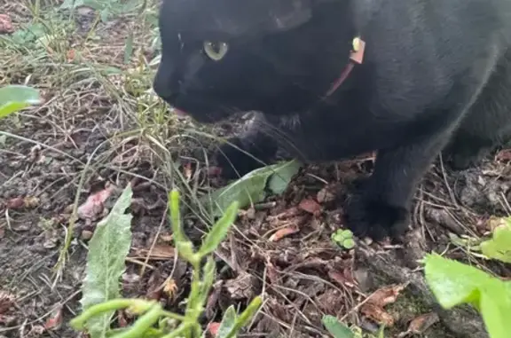 Чёрный котёнок найден: Верхоянская ул., 2