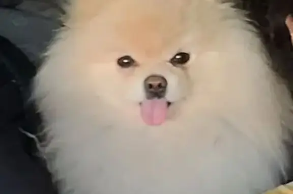 Собаки потеряшки, , фото: Потеряшка шпиц, Подгорная ул., Новоотрадное