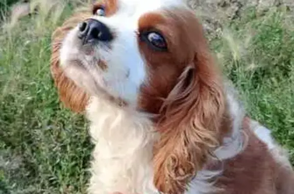 Найдена собака, Иркутск, фото: Собака найдена: ул. Чернышевского 39, Иркутск