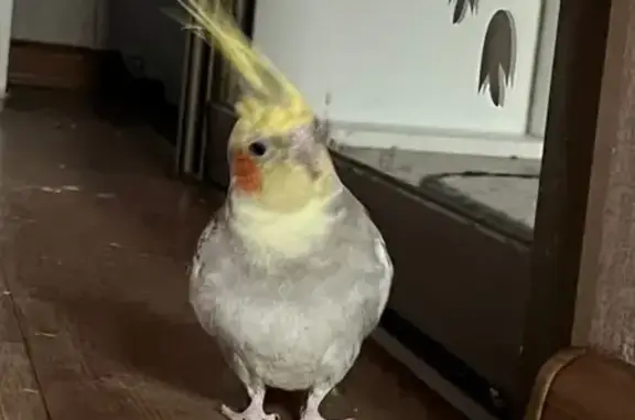 Потерянные животные Республика Хакасия, фото: Пропала корелла, Калинино, Хакасия