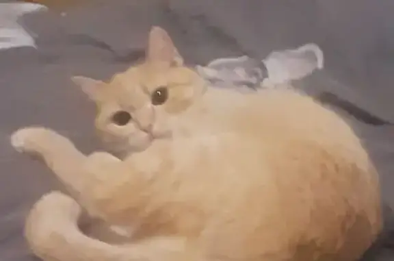 Кошки потеряшки, Санкт-Петербург, фото: Потеряшка рыжая кошка, Муринская дор. 27 к2