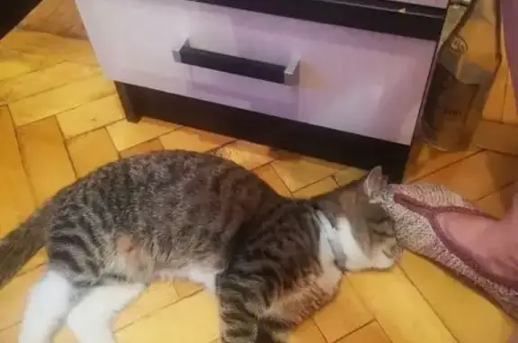 Кошки потеряшки, Лыткарино, фото: Потеряшка кошка, Набережная ул. 14, Лыткарино