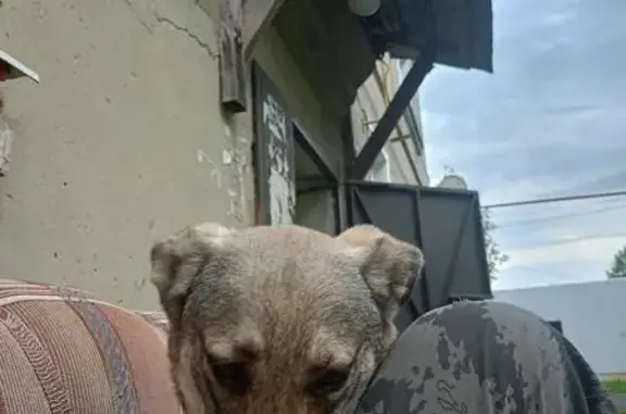 Пропала собака, ул. Герцена 32, Кинешма