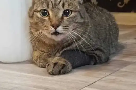 Найдена кошка, Новокузнецк, фото: Кошка найдена: ул. Петракова, 57, Новокузнецк