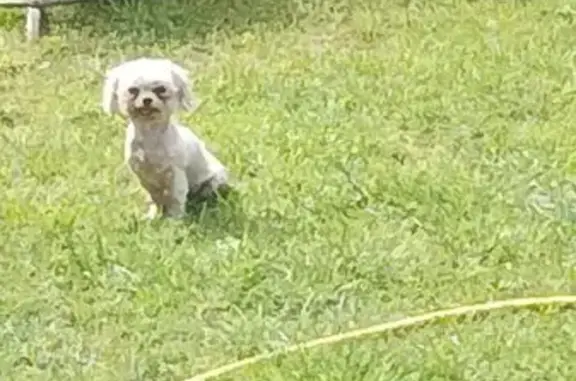 Собаки потеряшки, Шуя, фото: Потеряшка собака, 1-я Дубковская ул., 2, Шуя