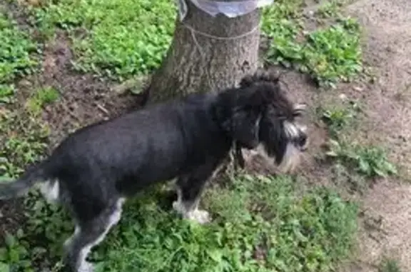 Найдена собака, Санкт-Петербург, фото: Найдена собака, Белорусская ул., 16 к2