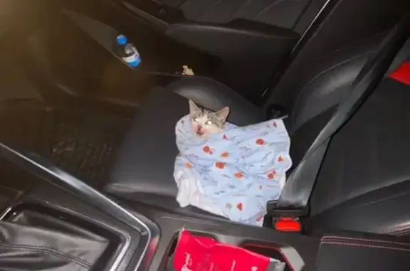 Найденные животные Калининград, фото: Кошка найдена: Мамоновское шоссе, Кград