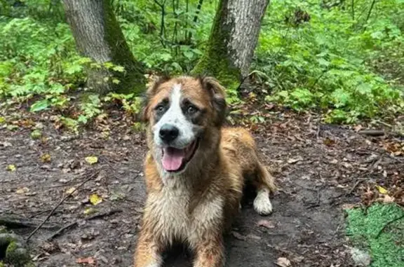 Алабай найден у санатория Можайский, Самара