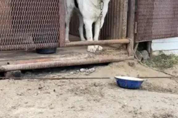 Пропала собака, Нягань, Сибирская 26В