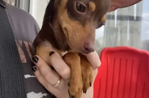 Той терьер найден на Инженерной, 4