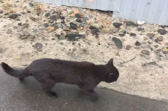 Кошка найдена: Лососинская наб., 17