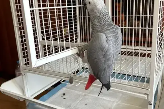 Пропал жако у ТЦ «Юбилейный», Чекистов 15/1