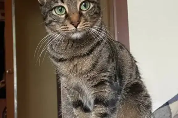 Кошки потеряшки, Санкт-Петербург, фото: Потеряшка кошка, СПб, Звёздная ул. 9/1