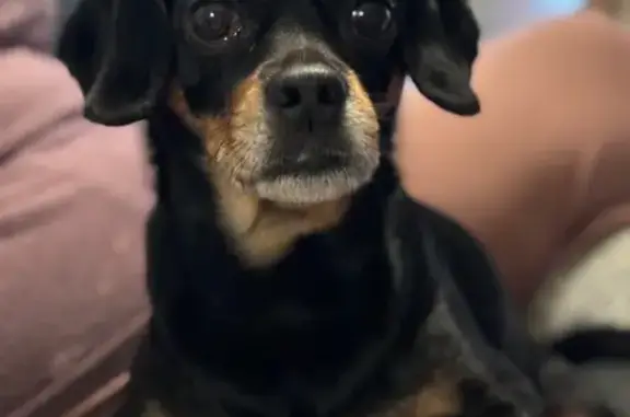 Пропала собака, Сосновый Бор, Псковская обл.