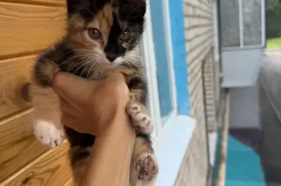 Найдена кошка, ул. Садриева, 60, Лениногорск