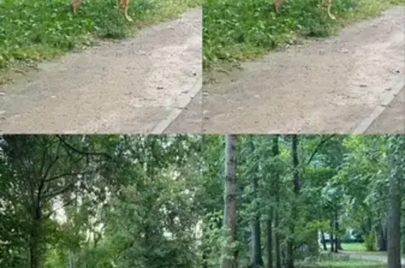 Найдена собака, Санкт-Петербург, фото: Собака найдена: ул. Есенина, 12 к2, СПб