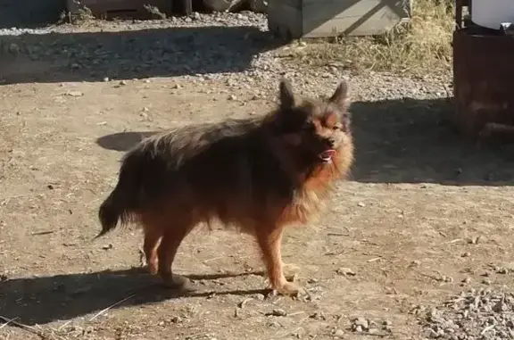 Собака найдена: «Каспий», Авиловское СП