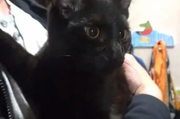 Найдена кошка, Пермь, фото: Кошка найдена: ул. Яблочкова 31, Пермь